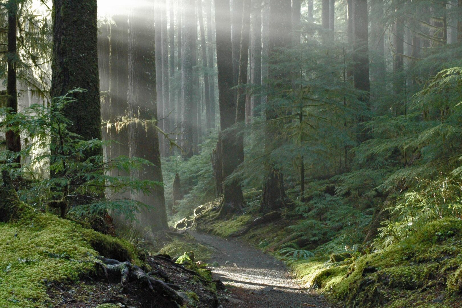 Forest trail